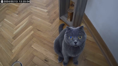 Anne oğul iki kedi fotoğraf