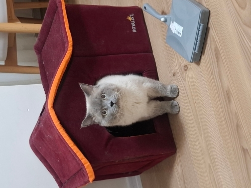British Shorthair Erkek Acil Yuva fotoğraf