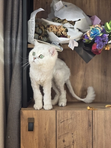 Zümrüt gözlü oğlumuz yuva arıyor fotoğraf