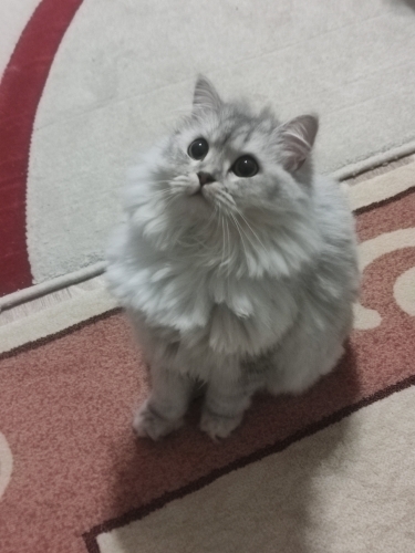 KISIR AŞIRI UYSAL DÜNYA TATLISI fotoğraf