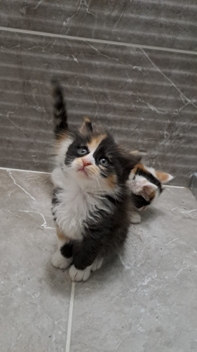 3 renkli Danone surat bal kız ömürlük yuvasını arıyor fotoğraf