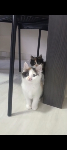 Çok oyuncu insan canlısı kendini sevdirme delisi kızımız ömürlük ailesini arıyor fotoğraf