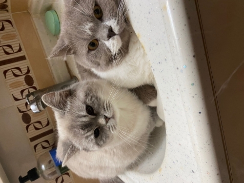 AZMAN & BELLA İLAN AÇIKLAMASINI LÜTFEN OKU fotoğraf