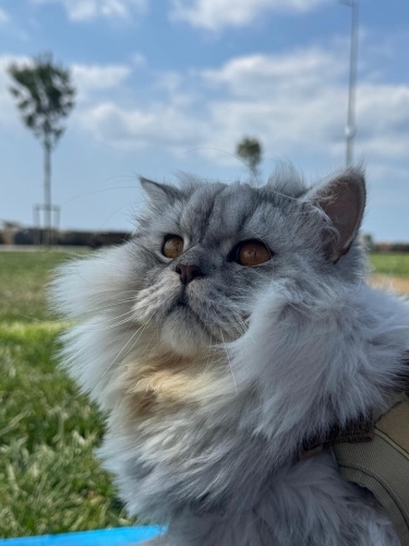 Kaju Yuva Arıyor fotoğraf