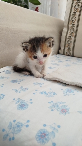 Ailesi olurmusunuz fotoğraf