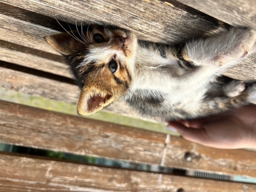 çok tatlı kucakta durmayı seviyor fotoğraf