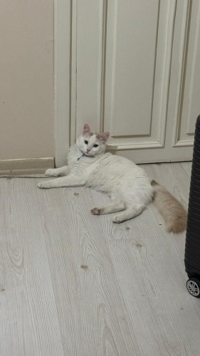 Bembeyaz tüyleri sevgiyle baştan alan bir çapkın fotoğraf