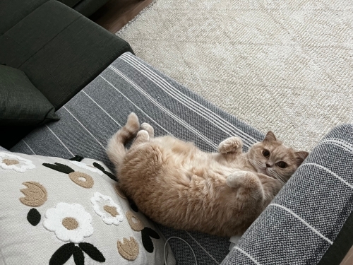 Sakin, minnoş kedimize yuva arıyoruz. Ücretsiz sahiplenme fotoğraf