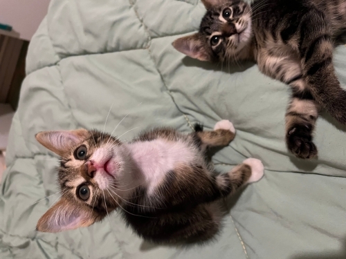 YAVRU KEDİMİZE EN ACİLİNDEN KALICI YUVA fotoğraf