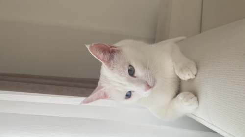 Oyuncu dostumuz kar fotoğraf
