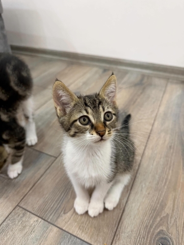 İki aylık miniklere ömürlük yuva🐾 fotoğraf