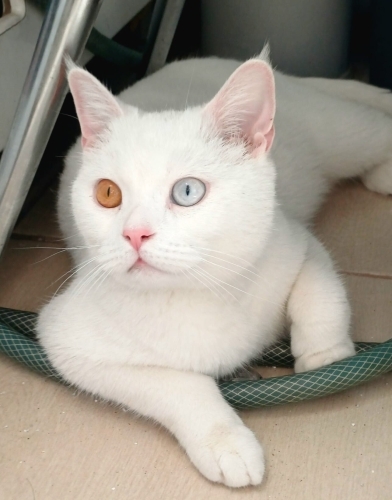 Safir oğlumuz yuva arıyor fotoğraf
