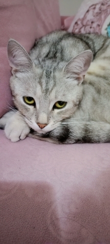Adı duman iyi egitimli eve zarar vermesi yoktur eve hemen adapte olur fotoğraf