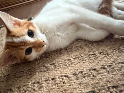 Geçici Evinden Sarışın Oğlan fotoğraf