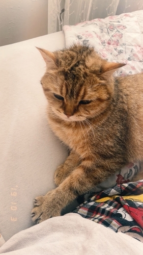 leo’ya sıcak yuva arıyoruz fotoğraf