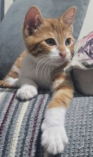 Acil yuva aranıyor fotoğraf