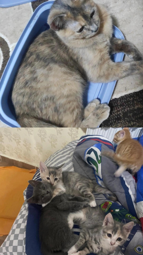 Daha ilk doğumu. Yavrular çok oyuncu. fotoğraf