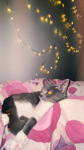 Tuvalet eğitimli 11 aylık dişi kedi ailevi sebeplerden dolayı yuva arıyoruz fotoğraf