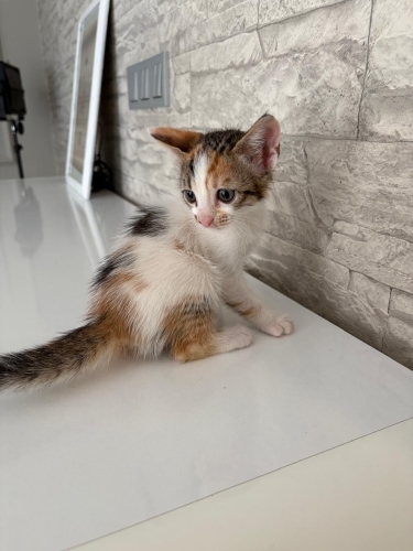 Onlara yuva olmak ister misiniz fotoğraf