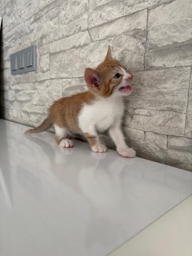 Ona yuva olur musunuz fotoğraf