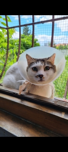 Zuzu Boyun Yarasından Kurtarıldı Ömürlük Yuva Aranıyor! fotoğraf
