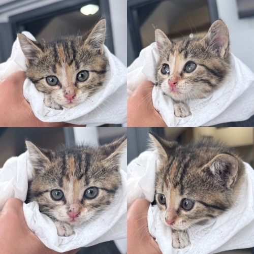 Minnak kızımıza yuva fotoğraf
