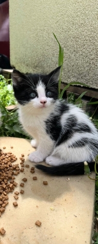 Ele kucağa alışık bebek kedi fotoğraf