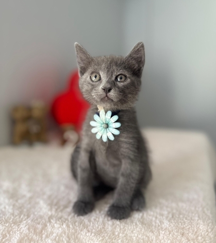 Russian blue Gümüş kız ömürlük yuvasını arıyor (kısır) fotoğraf