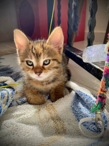 SÜRMELİ GÖZ KEDİŞE YUVA fotoğraf