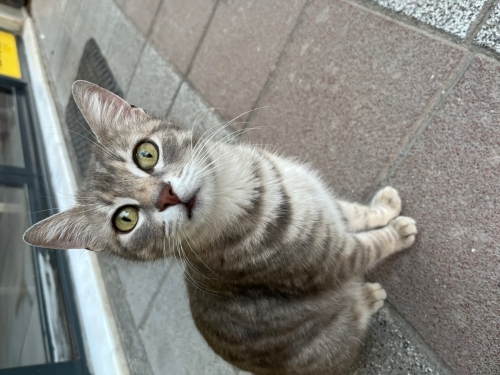 British kırması dişi kedi fotoğraf