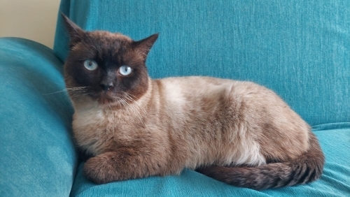 Yakışıklı oğlana yuva fotoğraf