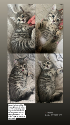 Oyuncu, meraklı ve sevgi dolu fotoğraf