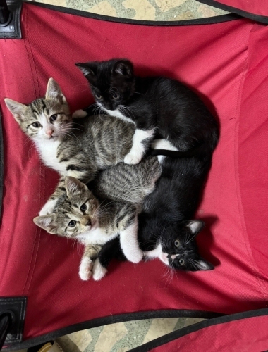 4 yavru kedi 3 tane erkek bir tane dişi fotoğraf