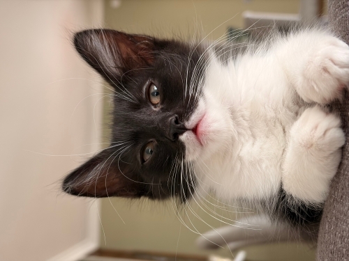 Dünya tatlısı oyuncu kedi Oreo, onu çok sevecek ailesini arıyor! fotoğraf
