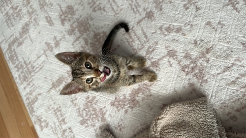 OYUNCU BEBİŞLERE ACİL YUVA fotoğraf