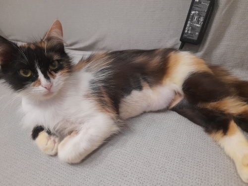 Kadersiz bebek çok sevecen çok uslu kısır kedi fotoğraf