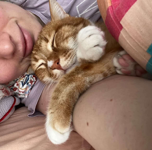 Temas Bağımlısı Sarılan Bir Kedi fotoğraf