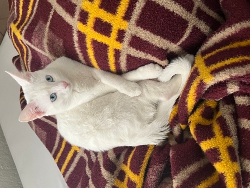 Sevecen ılımlı bir kedi fotoğraf