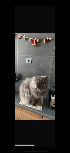 Mutlu aile mutlu evim fotoğraf
