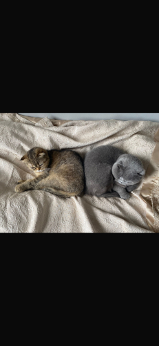 6 yaşında kısır değil dişi kedi fotoğraf