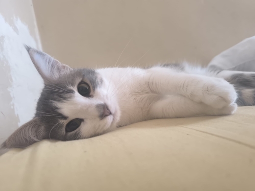Cins kedilere benzeyen aşırı sevgi dolu temas bağımlısı kedimize acil yuva fotoğraf