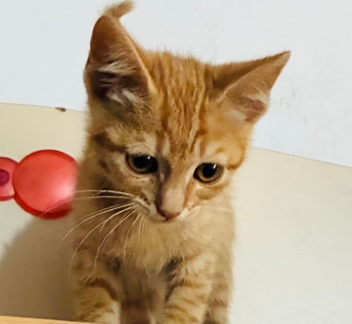 Güzel sarmanımıza yuva fotoğraf