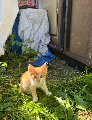 Tek başına kaldı sokakta annesiz fotoğraf