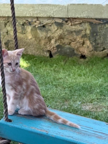 Köpük Niko evini arıyor fotoğraf