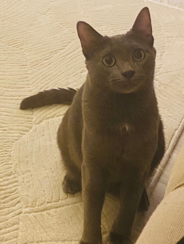 Sevimli çekingen fotoğraf