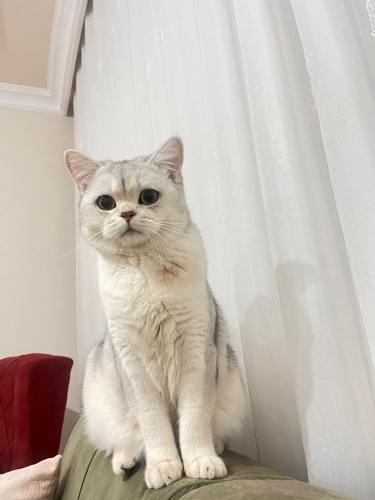 DİNO SCOTTİSH FOLD fotoğraf