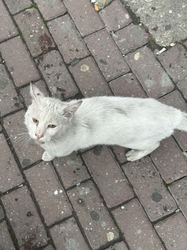 Sokakta Yaşayamaz Acil Yuva fotoğraf