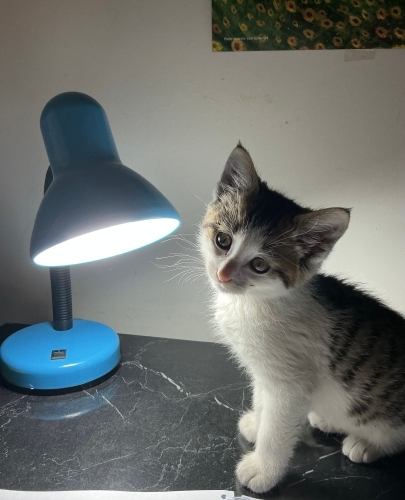 Temas bağımlısı oyuncu yavru fotoğraf