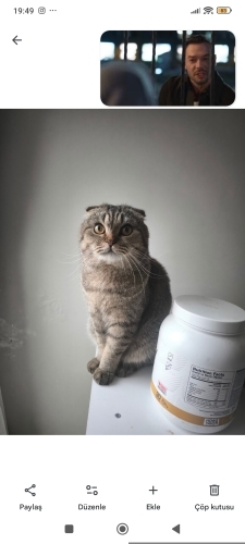 Sağlıklı ve Sakin bir kedi fotoğraf
