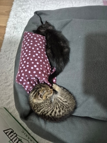 Acil yuva ihtiyacı fotoğraf